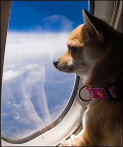 therapy dog airplane