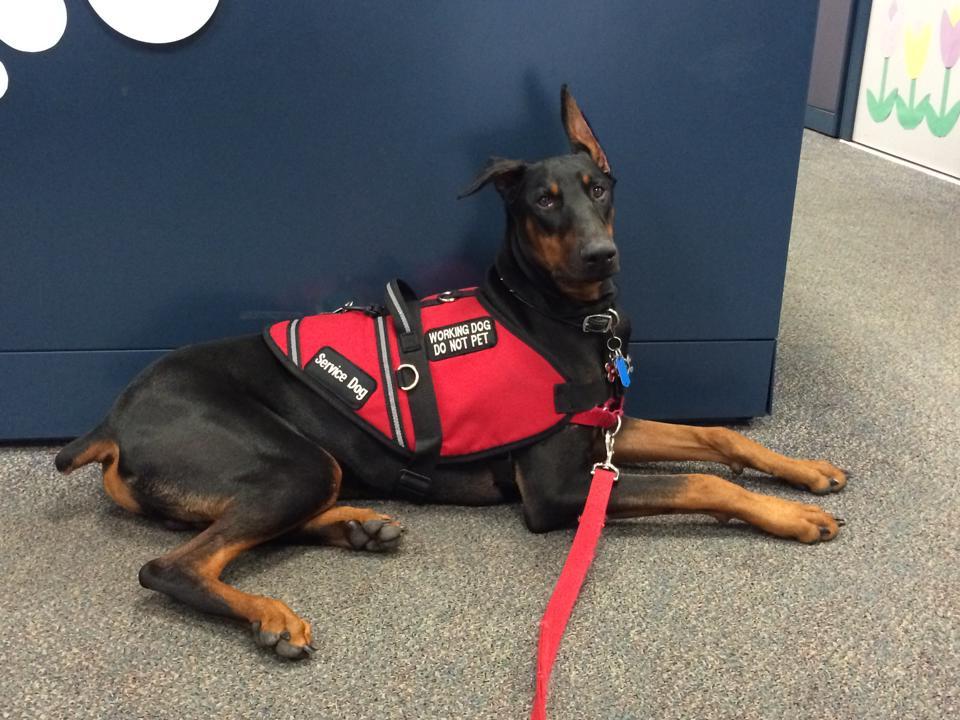 Durable Red Therapy Animal Vest Patches