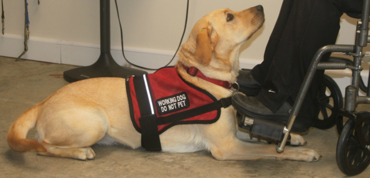 service dogs in apartments