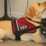 Steps to getting store a service dog