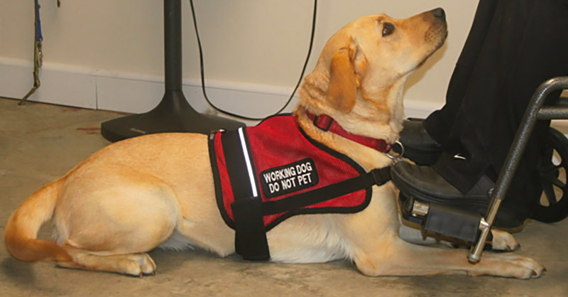 can you ask for proof of service dog
