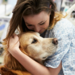 Therapy Dog Certification Service Dog Certifications
