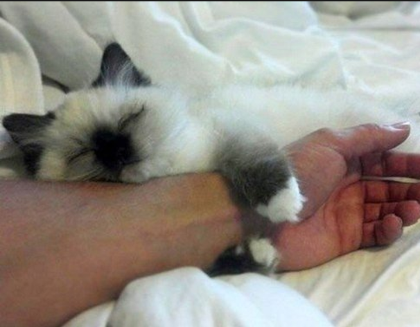 10 Best Therapy Cats & Emotional Support Companions
