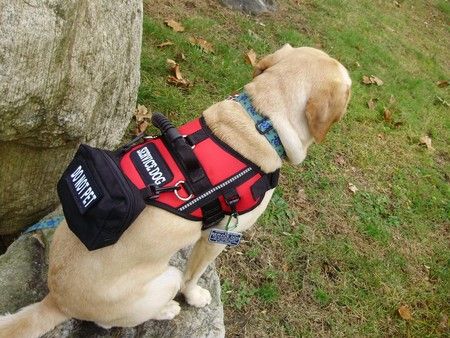 hearing impaired service dog vest