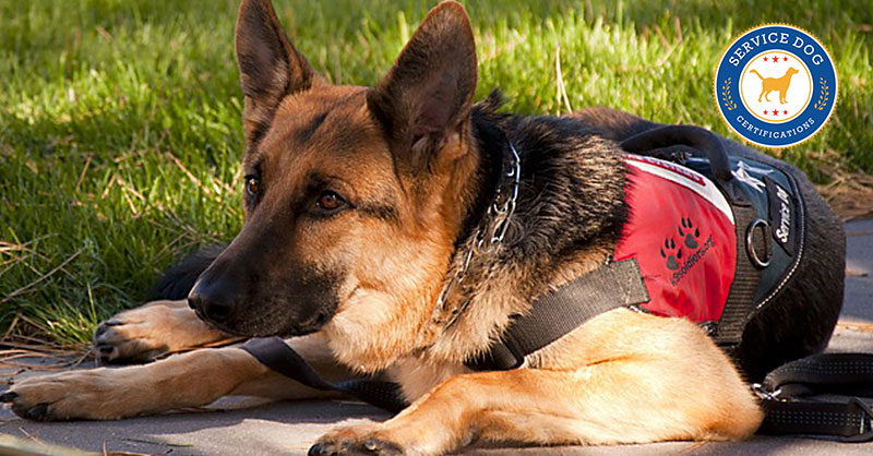 How To Certify A Service Dog Service Dog Certifications