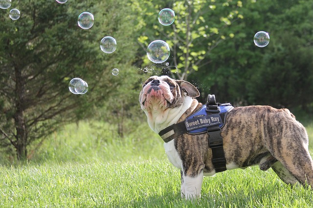 certified service dog vest