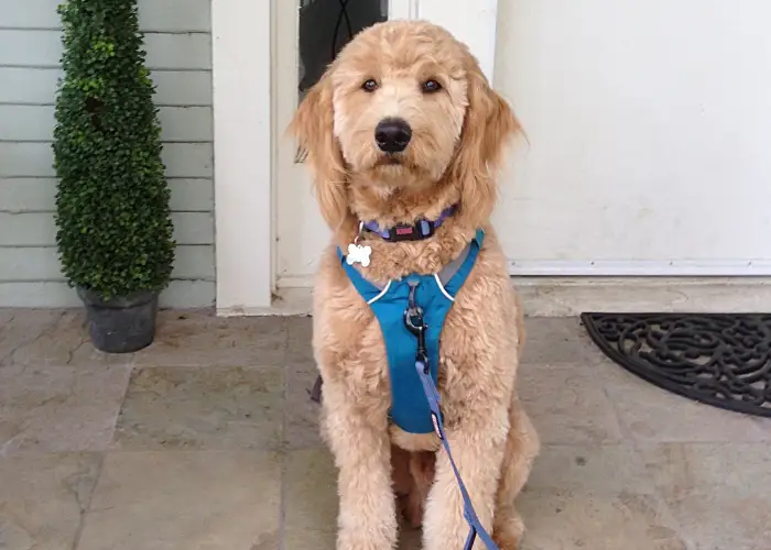 A service dog outside its new home