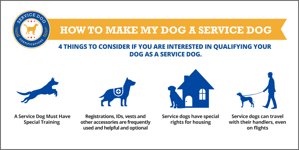 How To Make My Dog A Service Dog Service Dog Certifications