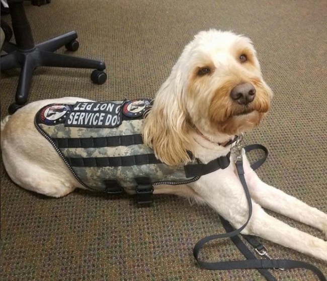 hearing impaired service dog vest