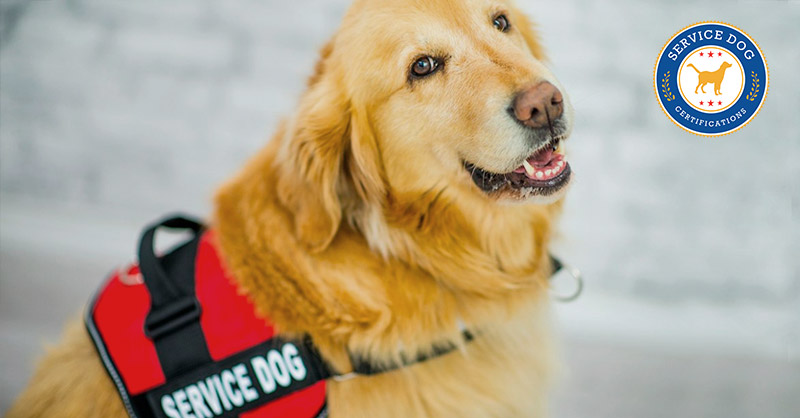 Everything You Need to Know About Being in Las Vegas With Your Service Dog  - Service Dog Certifications