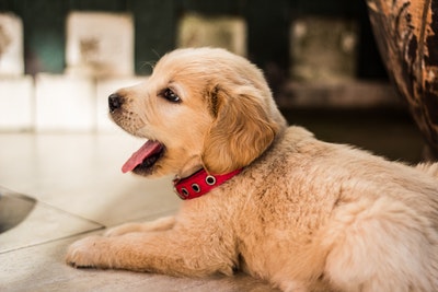 types of service dogs for anxiety