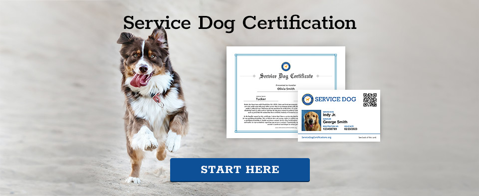 Service Dog Certification - Start Here