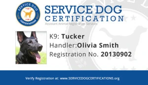 Service Dog In Training Registration For Peanut ADA Assistance Dog