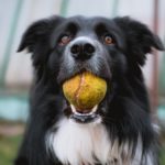 Do Border Collies Make Good Service Dogs Service Dog Certifications