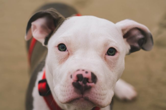can my pitbull be an emotional support animal? 2