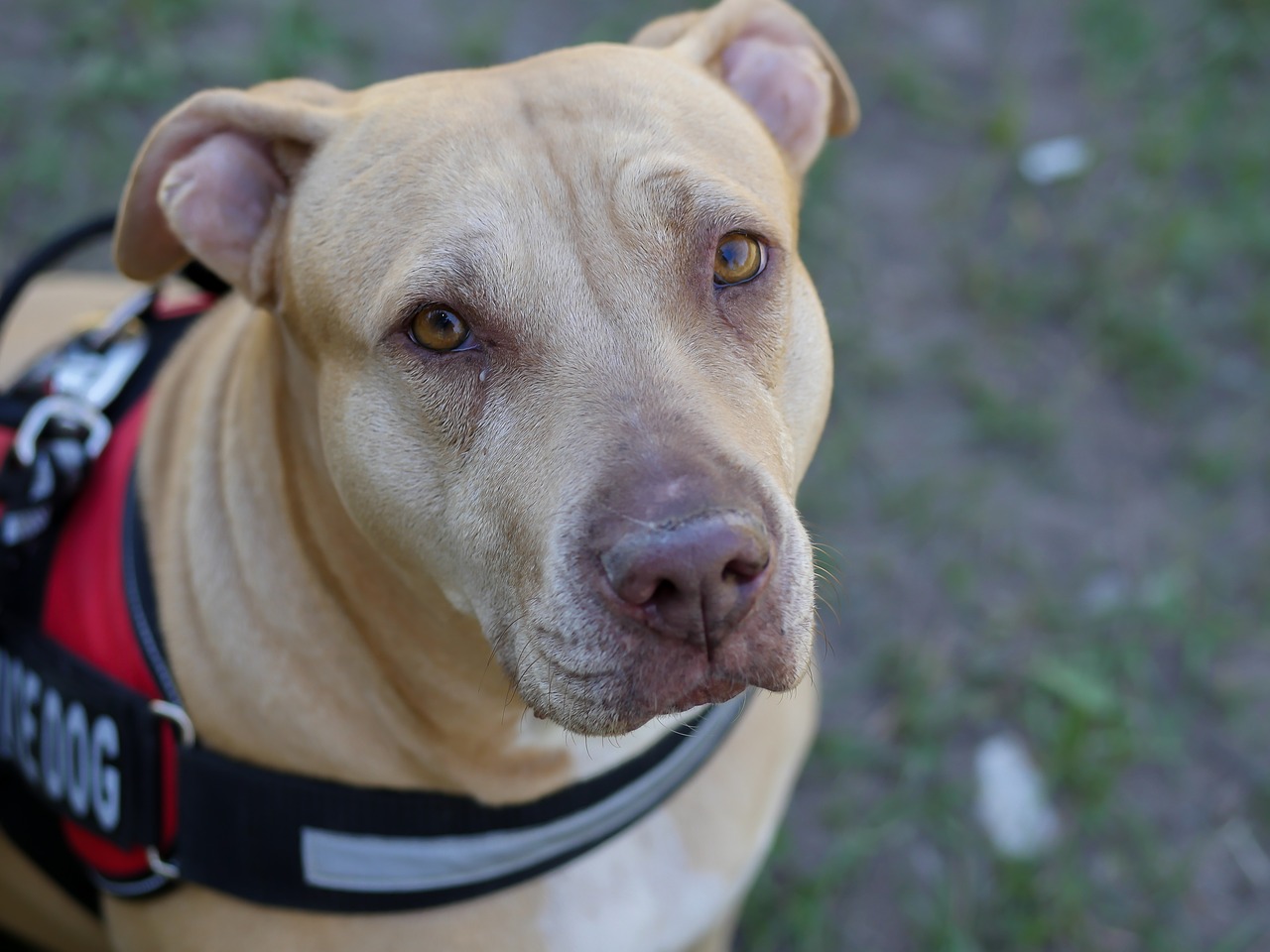 can pitbulls become service dogs