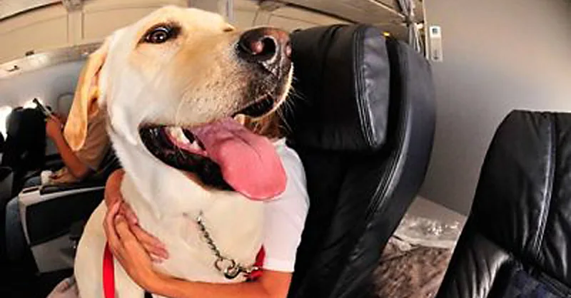 can you bring an emotional support dog on a plane