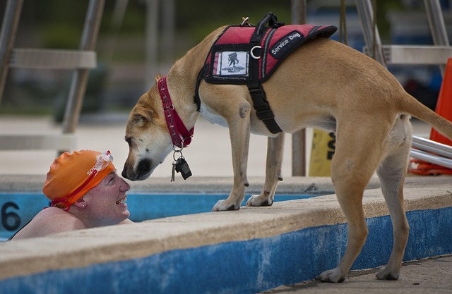  Texas Service Dog Laws Service Dog Certifications