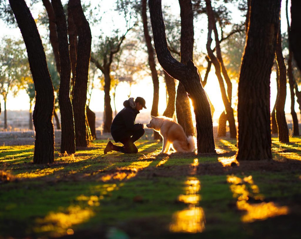 top-10-best-service-dogs-for-ptsd-dogvills