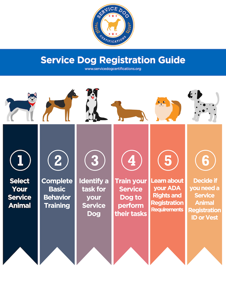 How to Register Your Dog as a Service Dog in Florida Service Dog
