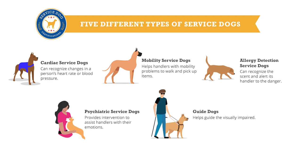 How To Register A Dog As A Service Dog In New Jersey Service Dog 