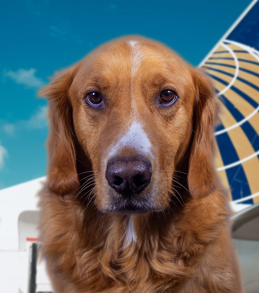 What Airlines Allow Therapy Dogs