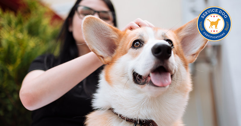 can i train my dog to be a hearing dog