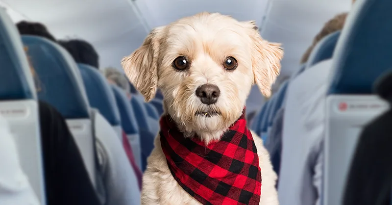 are there some dog breeds airlines will not fly