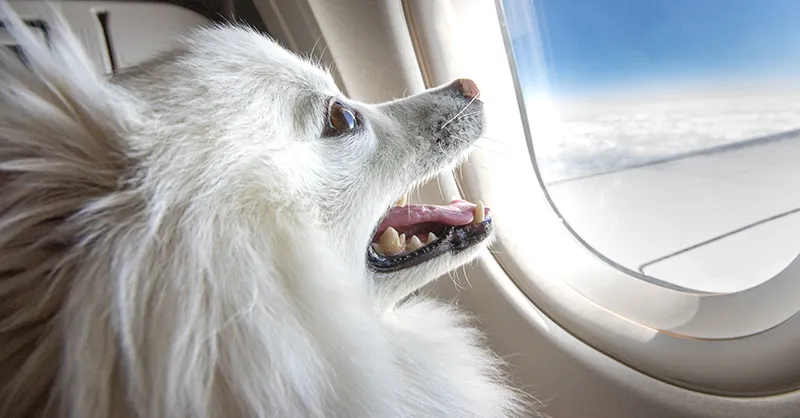  Can Service Dogs Fly On Planes