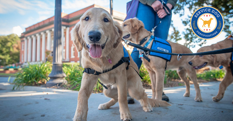 public-access-test-service-dog-certifications