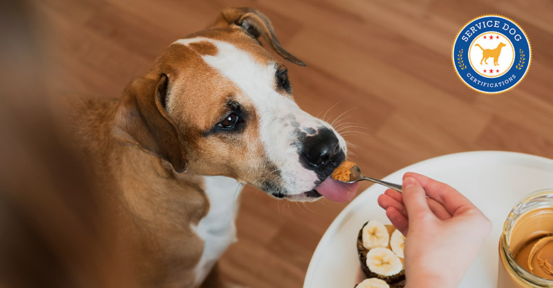 Peanut Butters That Are Dangerous for Dogs