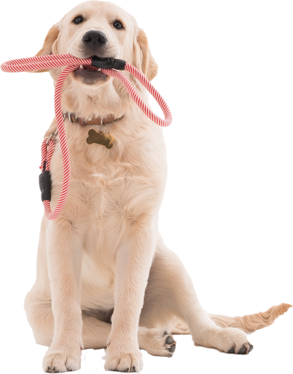 Dog Trainers Near You - Service Dog Certifications
