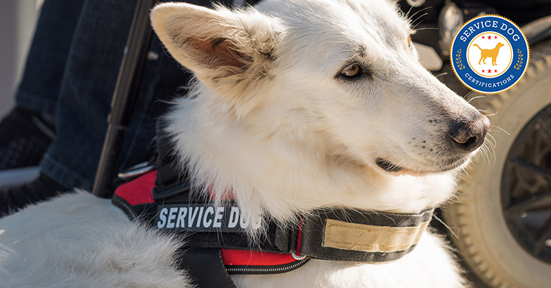 Ways to Catch Pretend Service Dogs