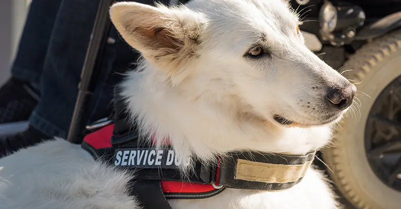 How to Spot Fake Service Dogs