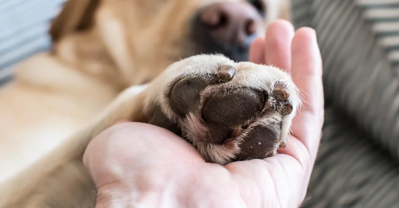 How Emotional Support Animals Help With Mental Health