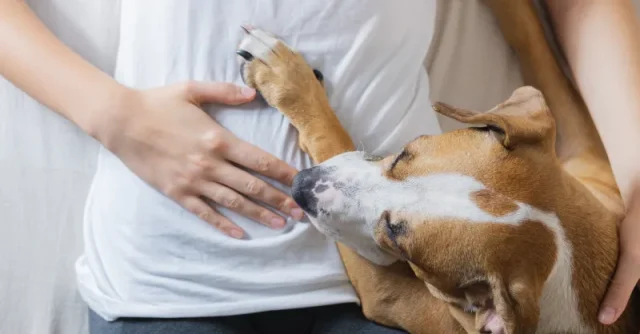 How to Train a Dog to Do Deep Pressure Therapy