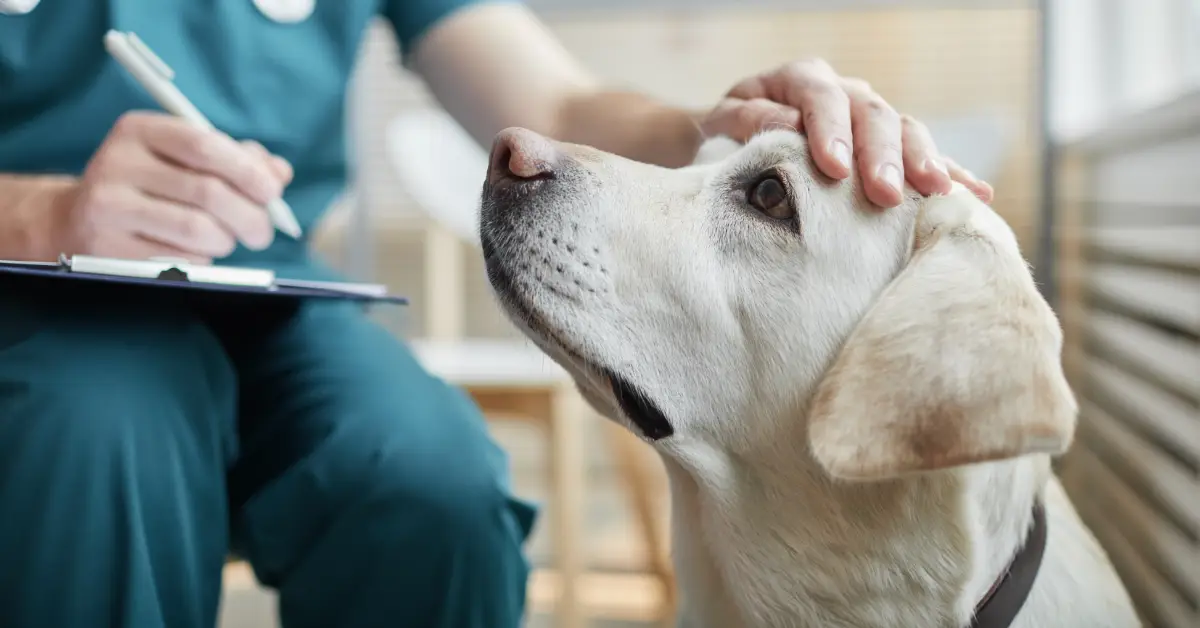 Dogs Can Donate Blood, Too!