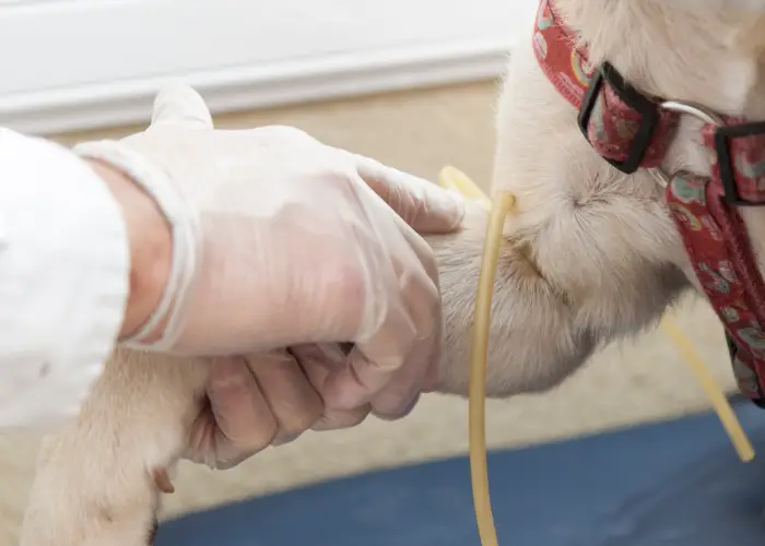 A veternarian drawing the blood of a dog for blood donation