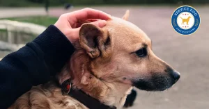 11 Polite Ways to Stop People Petting Your Service Dog