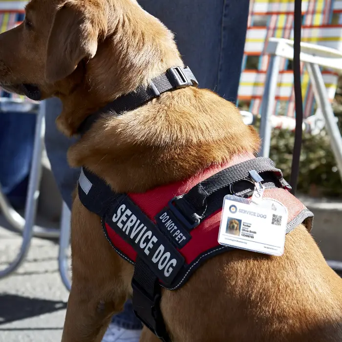 11 Polite Ways to Stop People Petting Your Service Dog