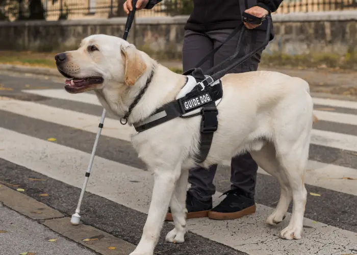 A service dog working as a guide dog guiding the blind handler