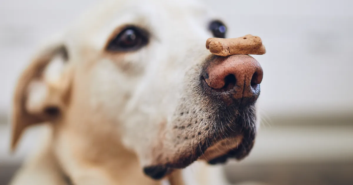 How to Select Treats During Service Dog Training