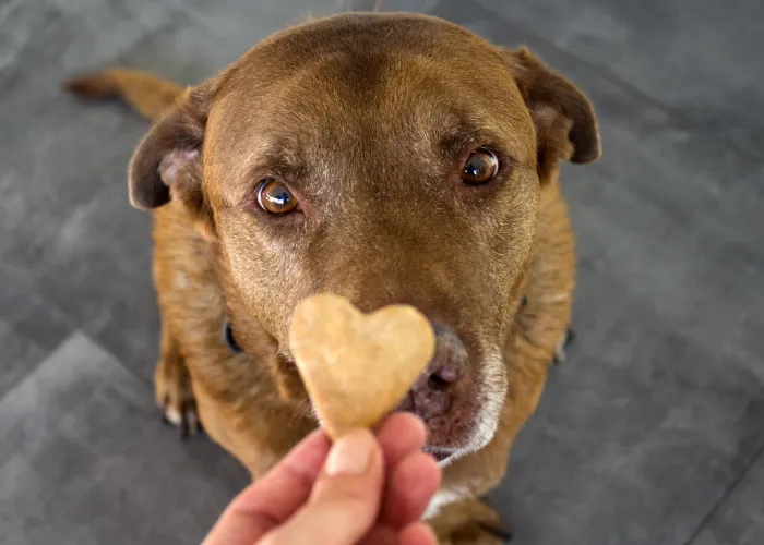 A service dog getting a dog treat after succesfully mastering a task